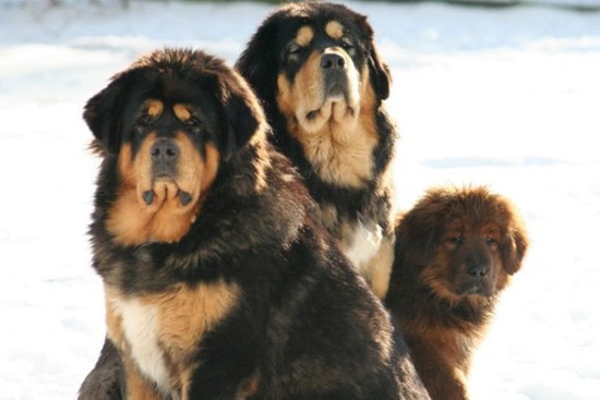 com-Tibetan-Mastiff
