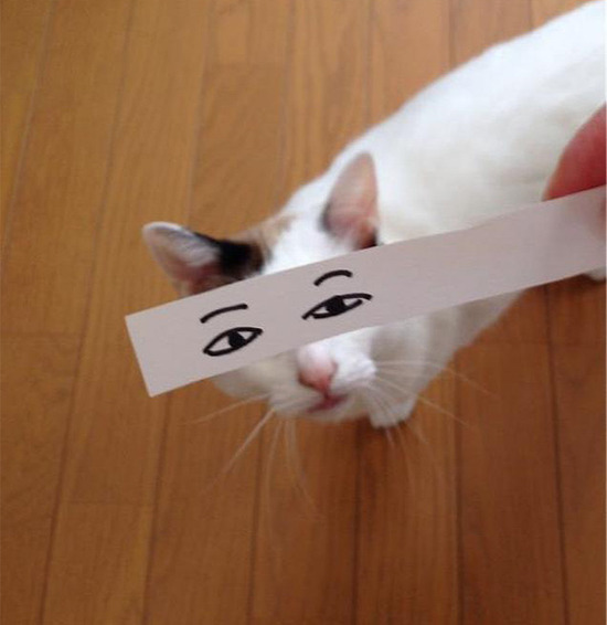 cartoon-anime-eyes-cat-montage-2__605