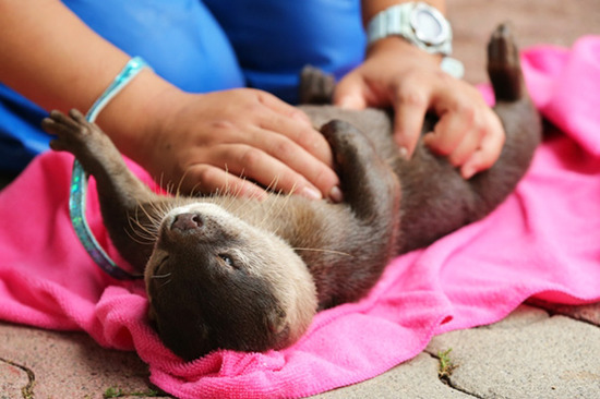 belly-rub-animals-43__605