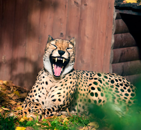 laughing-cheetah_2022567i