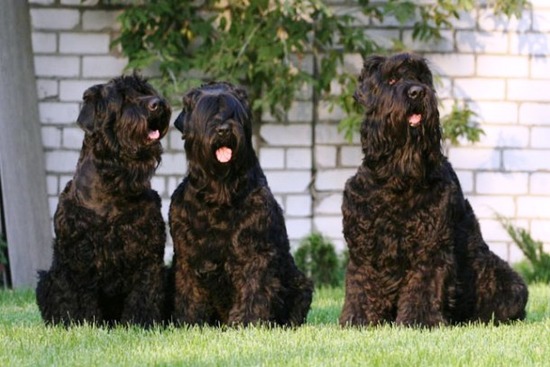 com-Black-Russian-Terrier