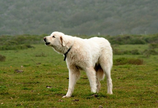 Dog-610x415
