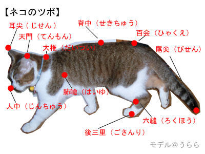 話題 猫を喜ばせる触り方をマスターするぞ のこのこれ