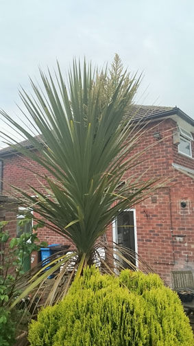 spikey-tree