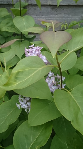 may16_lilac