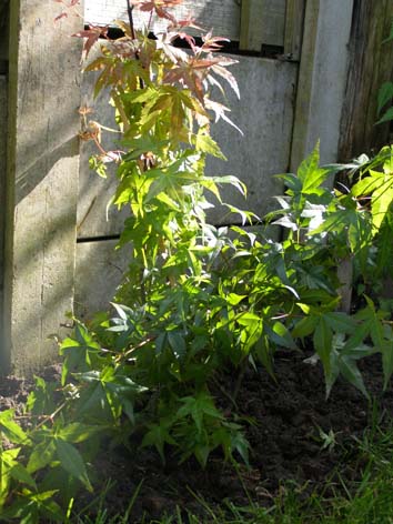 acer