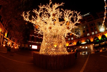 baobab-tree