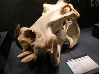 CIMG0470