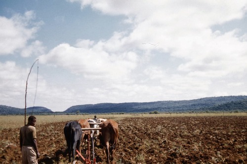 83 Ploughing