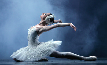 Swan