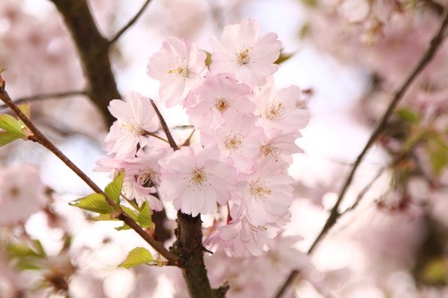 ornamental-cherry-flowers-pink-tree-53166