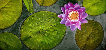 background_cut