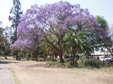 jacaranda001