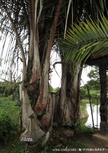 20110213 croc farm 2_01