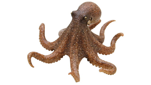 烏賊と蛸は同じ生き物ではありません ほうかご同好会 After School Club