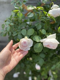 IMG_0261
