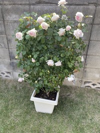 IMG_0260