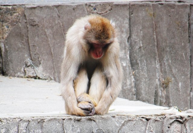 monkye
