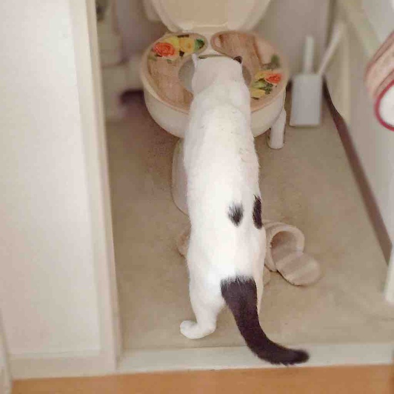 禁止していた人間用トイレへ 猫に根負けして入れた結果 Life In One Day 花と猫 時々ｄｉｙ