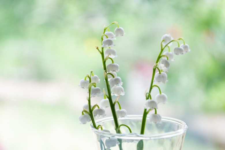 lily of the valley
