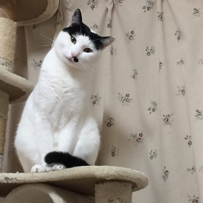 cat
