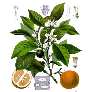 CitrusAurantium