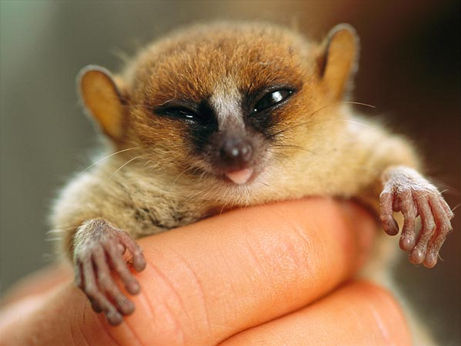 top-ten-most-threatened-forests-mouse-lemur-madagascar_32114_big