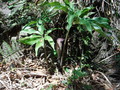 DSCF1204