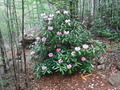 DSCF1427