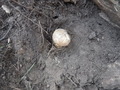DSCF1749