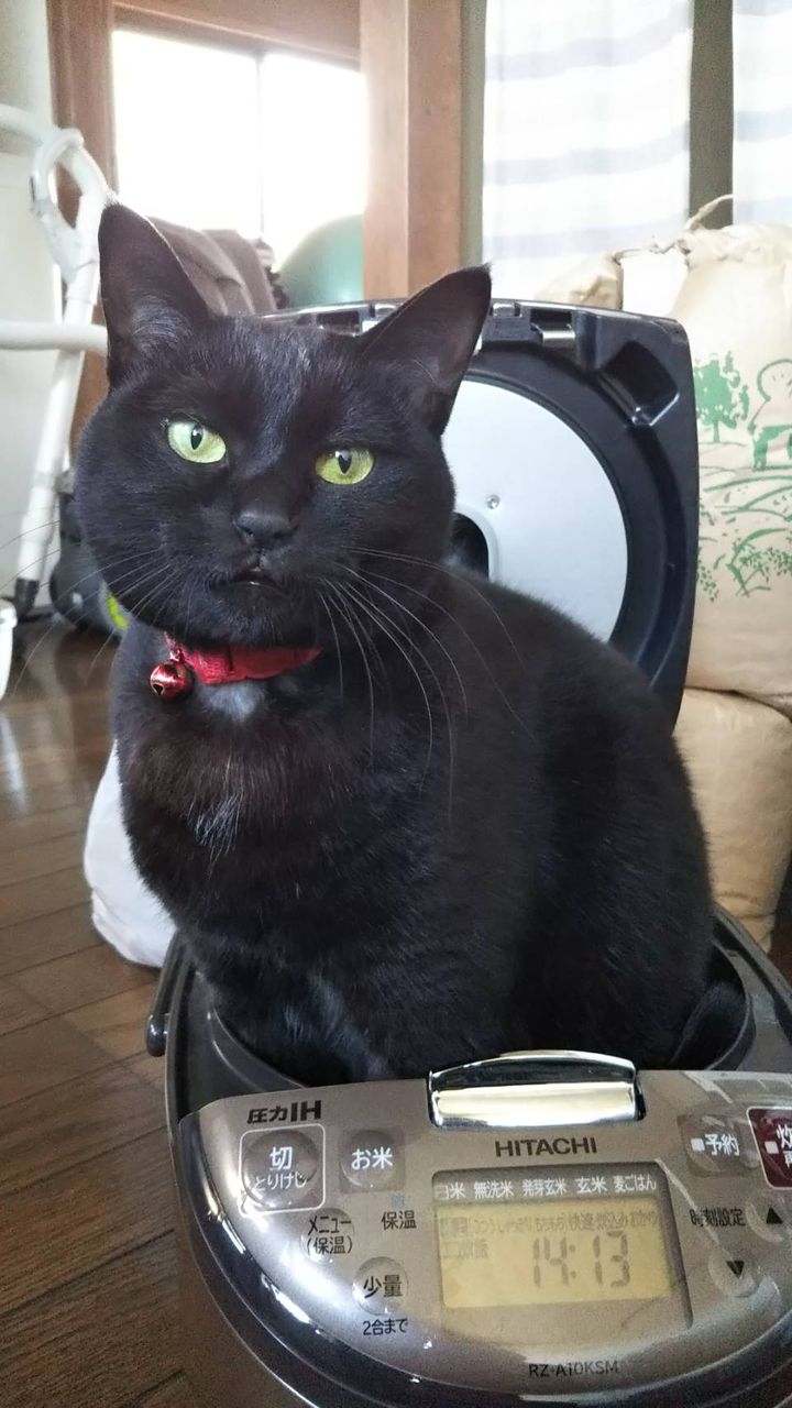 猫と炊飯器 オートガレージオオタのスタッフブログ 猫と炊飯器 オートガレージオオタのスタッフブログ