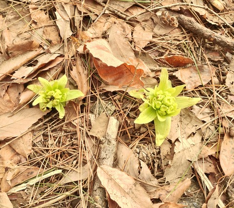IMG_20250404_161815976_HDR~2
