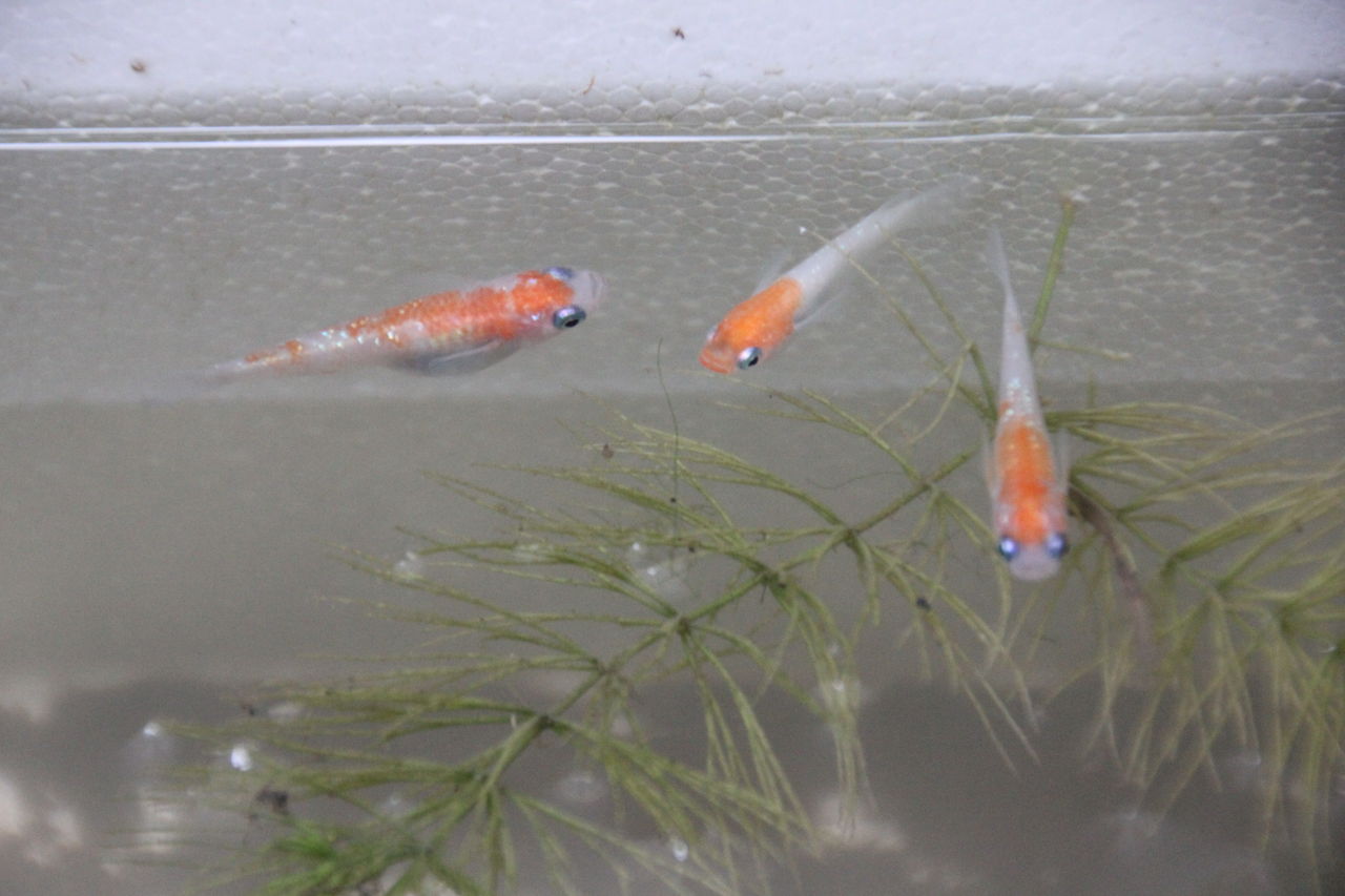 植木屋メダカのブログ Nisiki Medaka