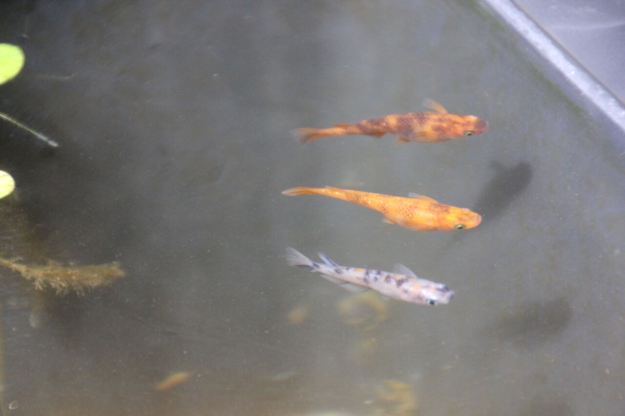 年5月24日 今日のメダカ達 三色 三色ラメ 赤黒 世田谷 植木屋メダカのブログ Nisiki Medaka