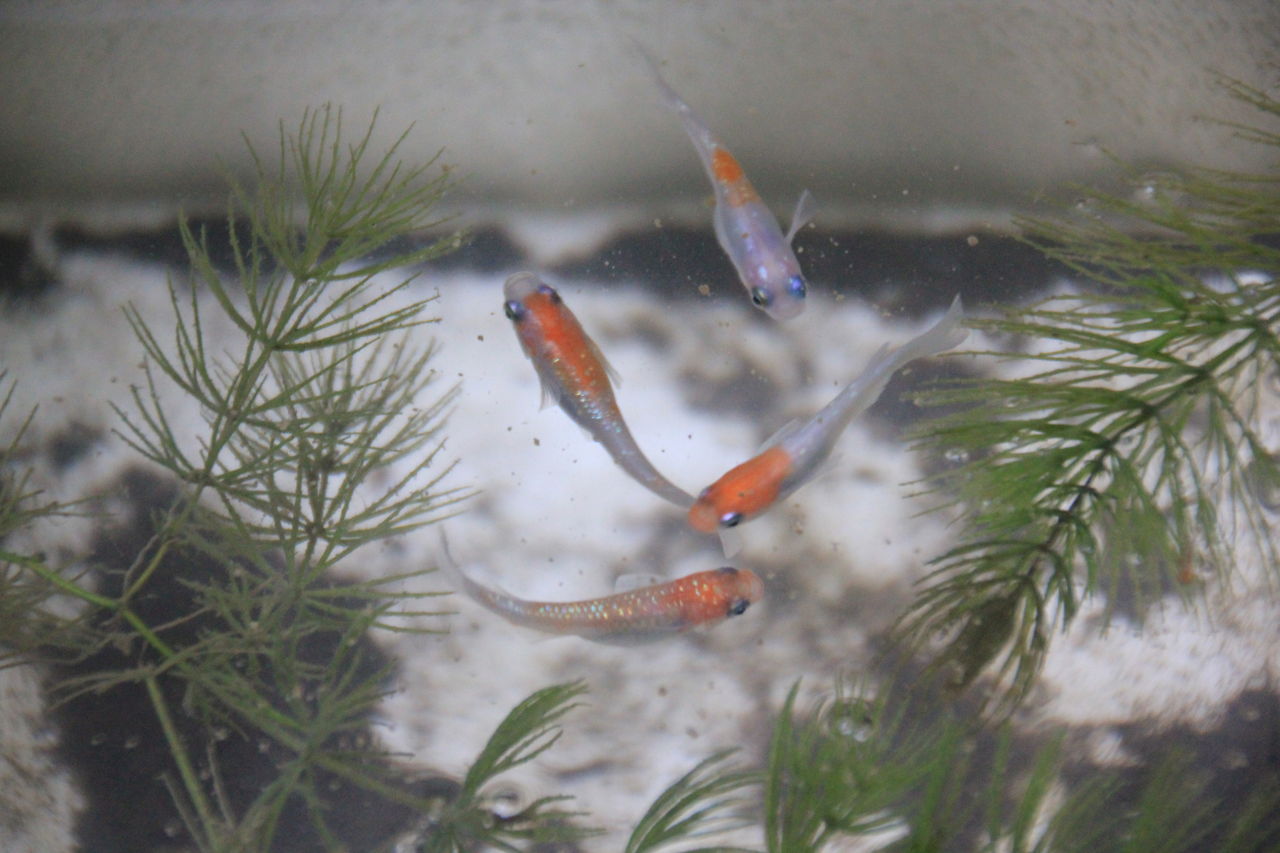 植木屋メダカのブログ Nisiki Medaka