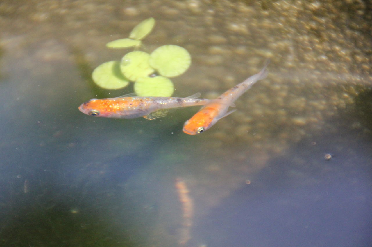 三色ラメメダカの2019年稚魚が大きくなってきました 植木屋メダカのブログ Nisiki Medaka 三色ラメメダカの2019年稚魚が大きくなってきました 植木屋メダカのブログ Nisiki Medaka