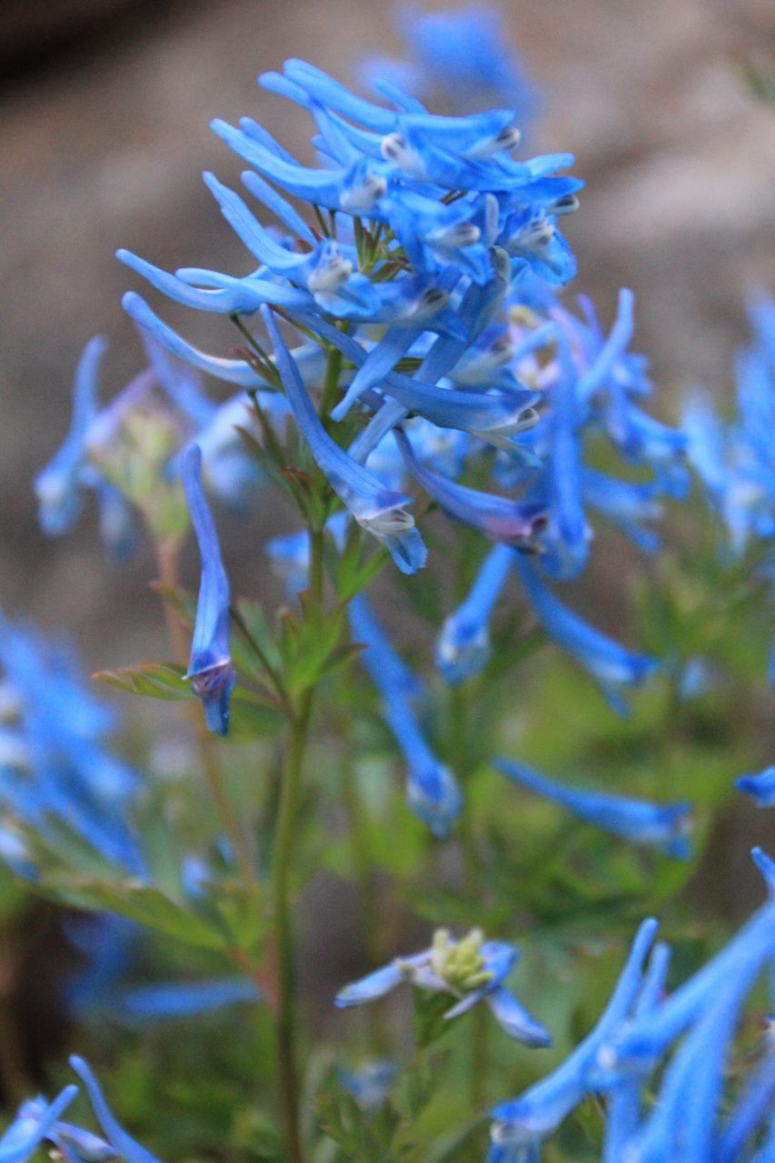 コリダリス フレクスオーサ チャイナブルー Corydalis Flexuosa China Blue 田中 哲のブログ コリダリス フレクスオーサ チャイナブルー Corydalis Flexuosa China Blue 田中 哲のブログ