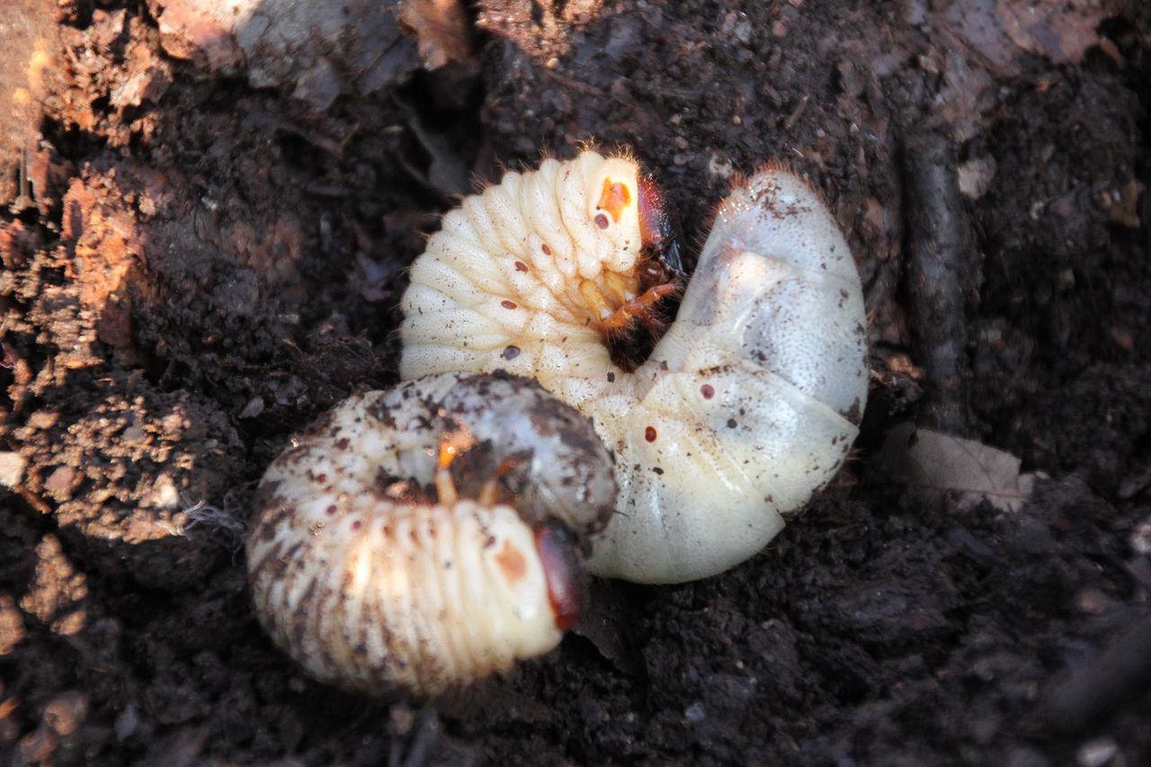 冬は掘るのが楽しい季節 カブトムシの幼虫を探そう 田中 哲のブログ 冬は掘るのが楽しい季節 カブトムシの幼虫を探そう 田中 哲のブログ