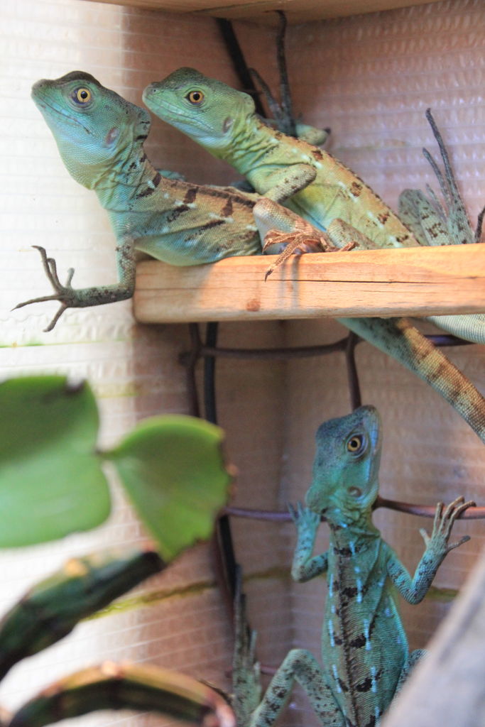 ニカラグア産グリーンバシリスク 国産ｃｂ Basiliscus Plumifrons Nicaragua Japan Cb 田中 哲のブログ