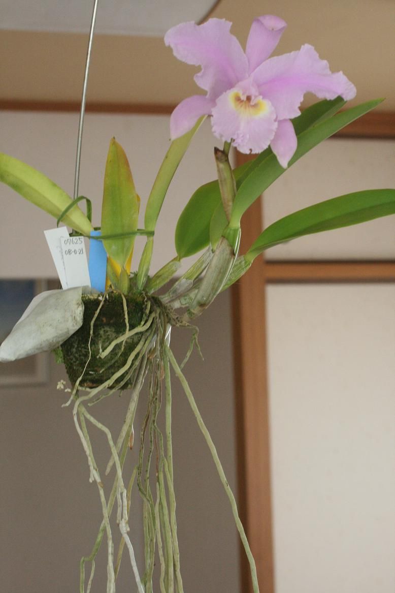 希少な山木 Jp個体 カトレヤ ルデマニアナ コンカラーの実生株 C Lueddemanniana Fma Concolor Diana Hcc Svcn 78pts X Self 田中 哲のブログ 希少な山木 Jp個体 カトレヤ ルデマニアナ コンカラーの実生株 C Lueddemanniana Fma Concolor Diana Hcc Svcn 78pts X Self 田中 哲のブログ