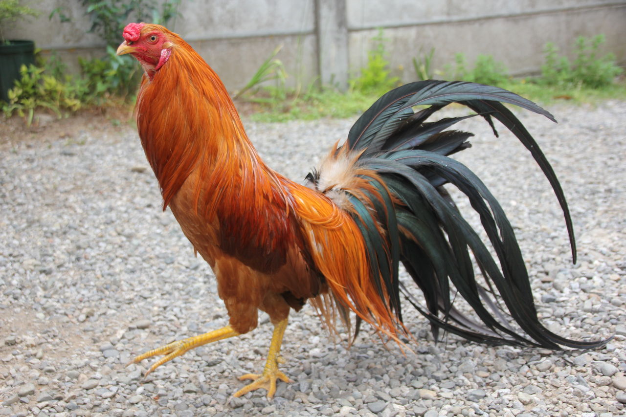 田中 哲のブログ 生き物 田中 哲のブログ 生き物