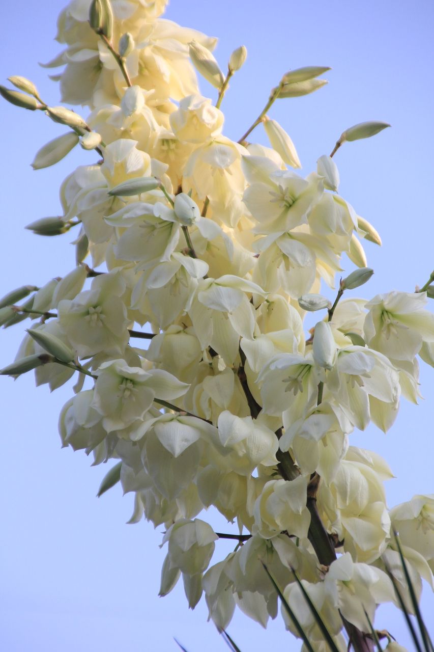 2018年5月、ユッカ・ロストラータ（Yucca rostrata)開花 : 田中 哲の