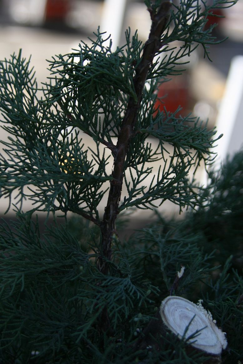 コニファー イタリアンサイプレス Cupressus Sempervirens 剪定 田中 哲のブログ コニファー イタリアンサイプレス Cupressus Sempervirens 剪定 田中 哲のブログ