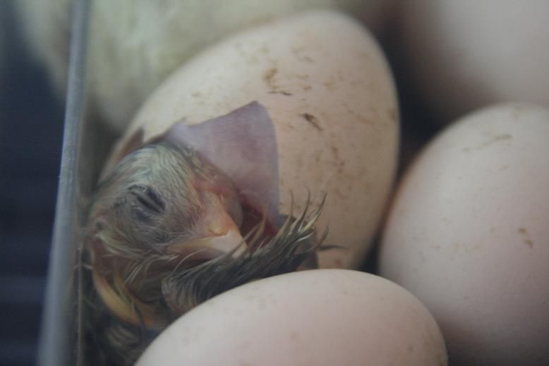 日本鶏のヒヨコが孵化しました 田中 哲のブログ