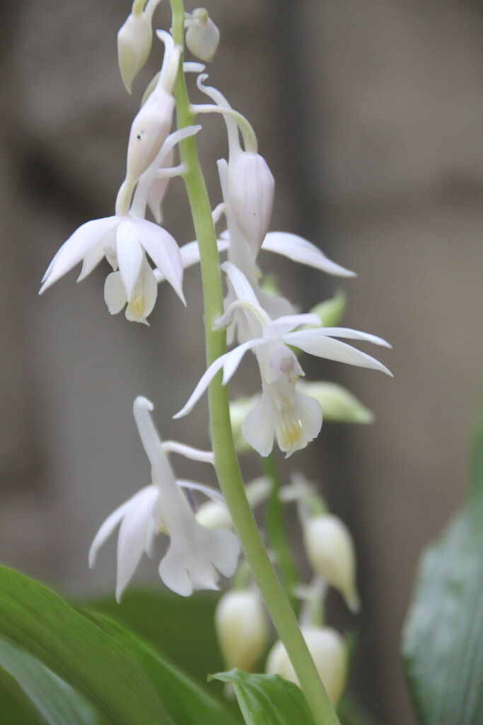 花 Flowers まとめ adidas Originals ZX Flux