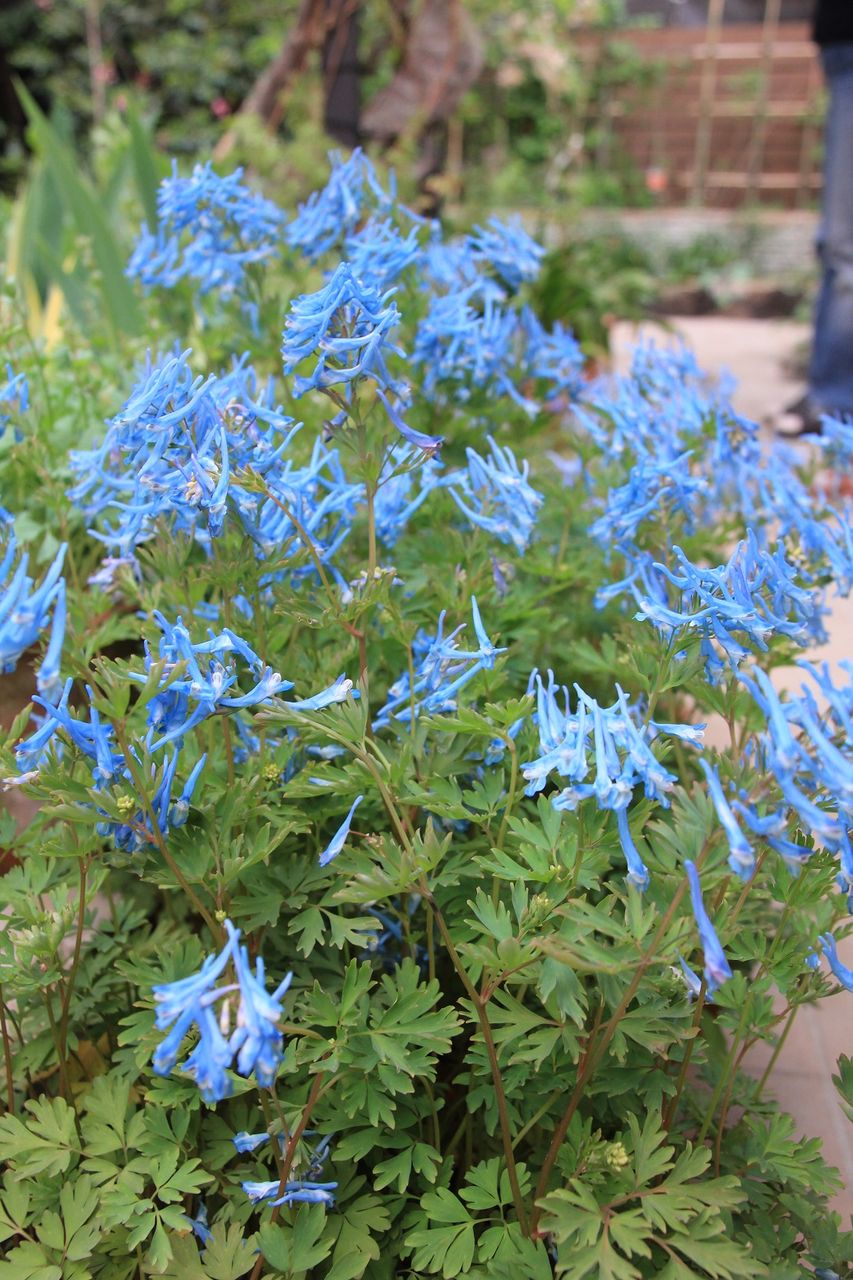 コリダリス フレクスオーサ チャイナブルー Corydalis Flexuosa China Blue 田中 哲のブログ コリダリス フレクスオーサ チャイナブルー Corydalis Flexuosa China Blue 田中 哲のブログ