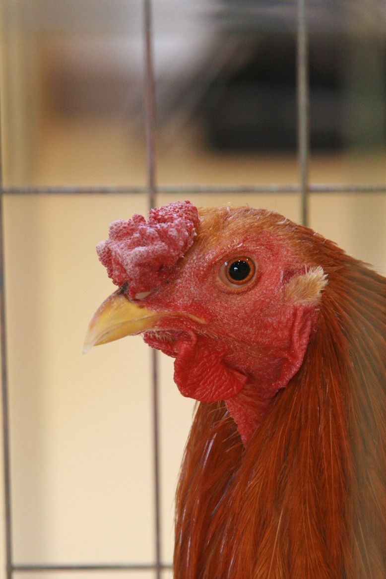 蓑曳鶏 ｍｉｎｏｈｉｋｉ を訪ねて その２ 田中 哲のブログ