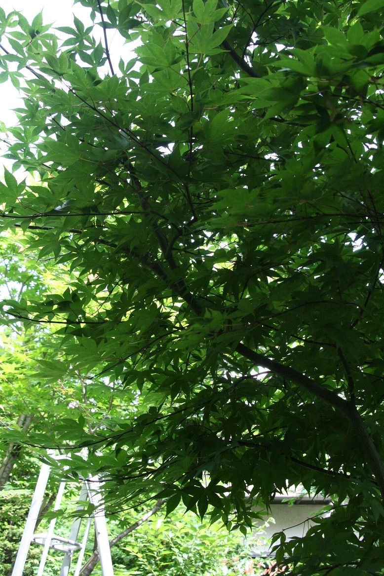 夏の剪定その２ モミジ 田中 哲のブログ