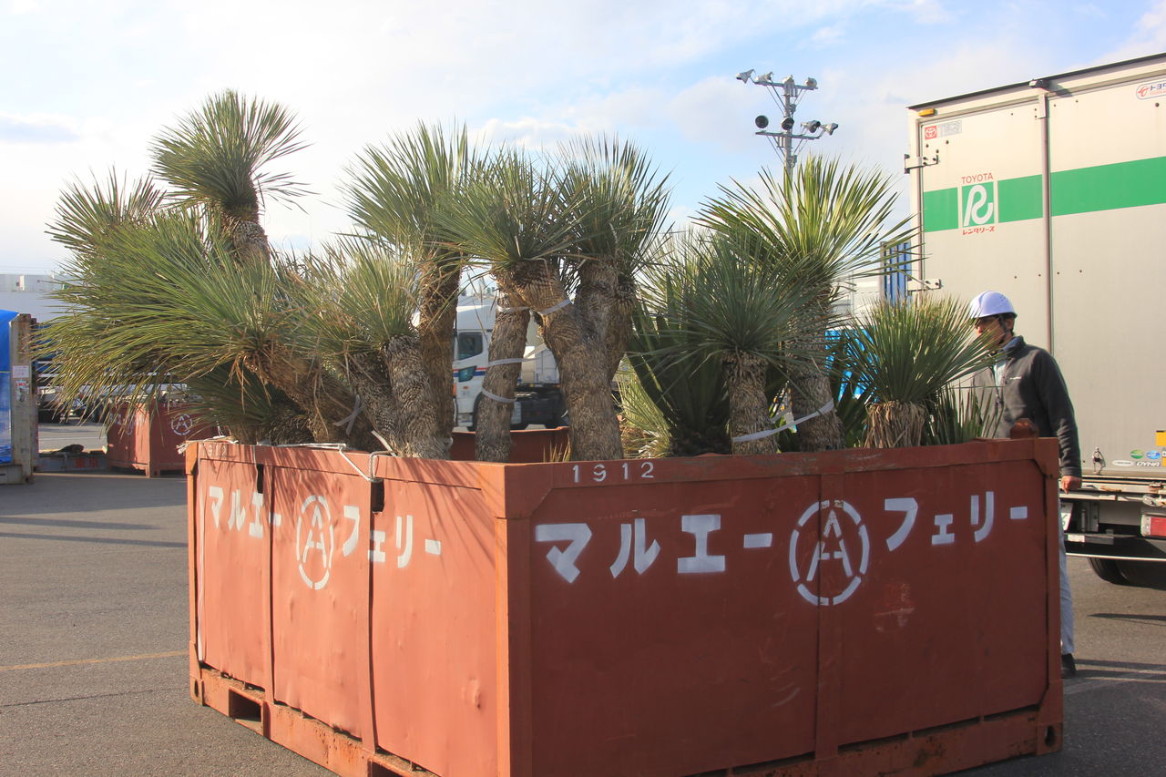 ユッカ ロストラータ Yucca Rostrata 栽培3年目に思う事 多肉 サボテン コーデックス類その1 田中 哲のブログ ユッカ ロストラータ Yucca Rostrata 栽培3年目に思う事 多肉 サボテン コーデックス類その1 田中 哲のブログ
