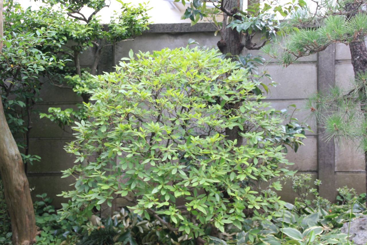 オオムラサキツツジの剪定ともみあげ ありきたりの樹種を美しくする 田中 哲のブログ